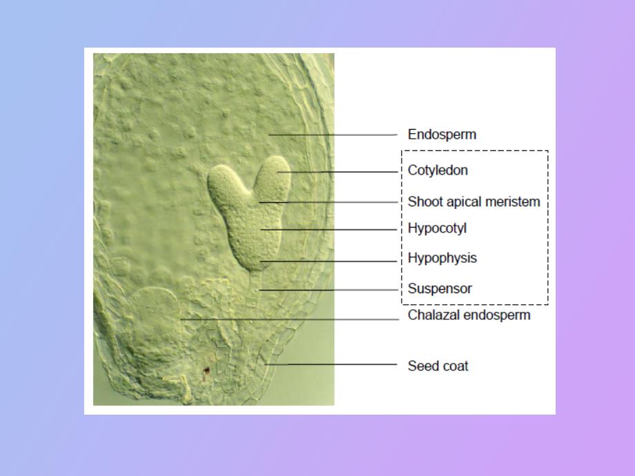 植物胚胎发生_第2页