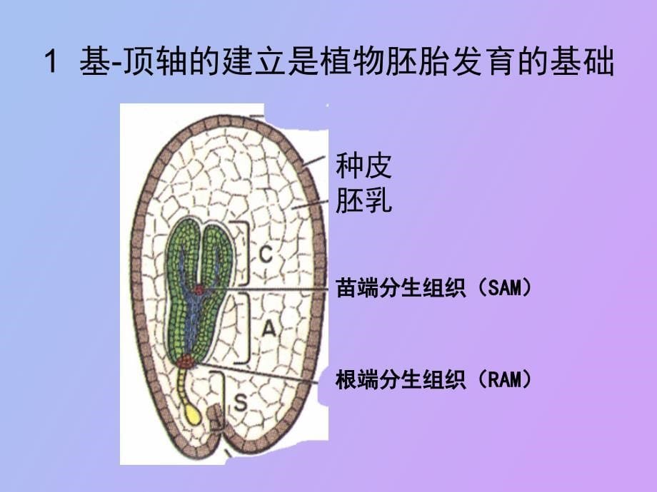 植物胚胎发生_第5页