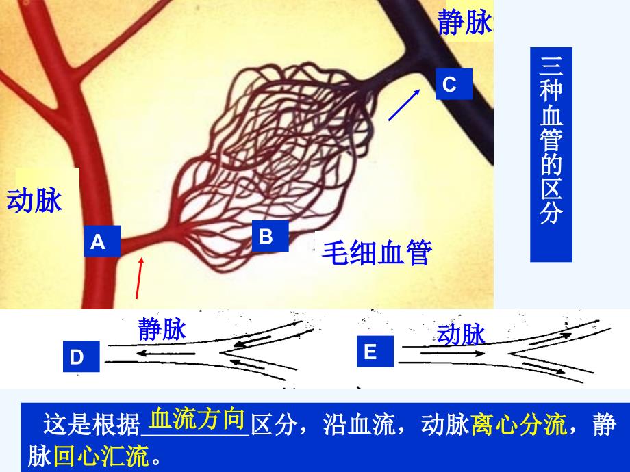 生物血液循环-体循环和肺循环_第1页