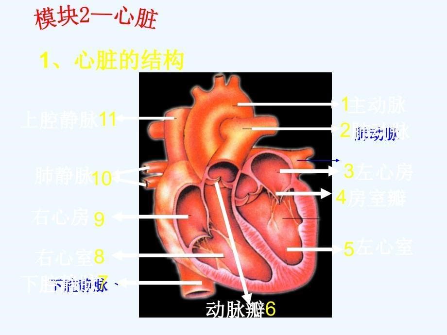 生物血液循环-体循环和肺循环_第5页