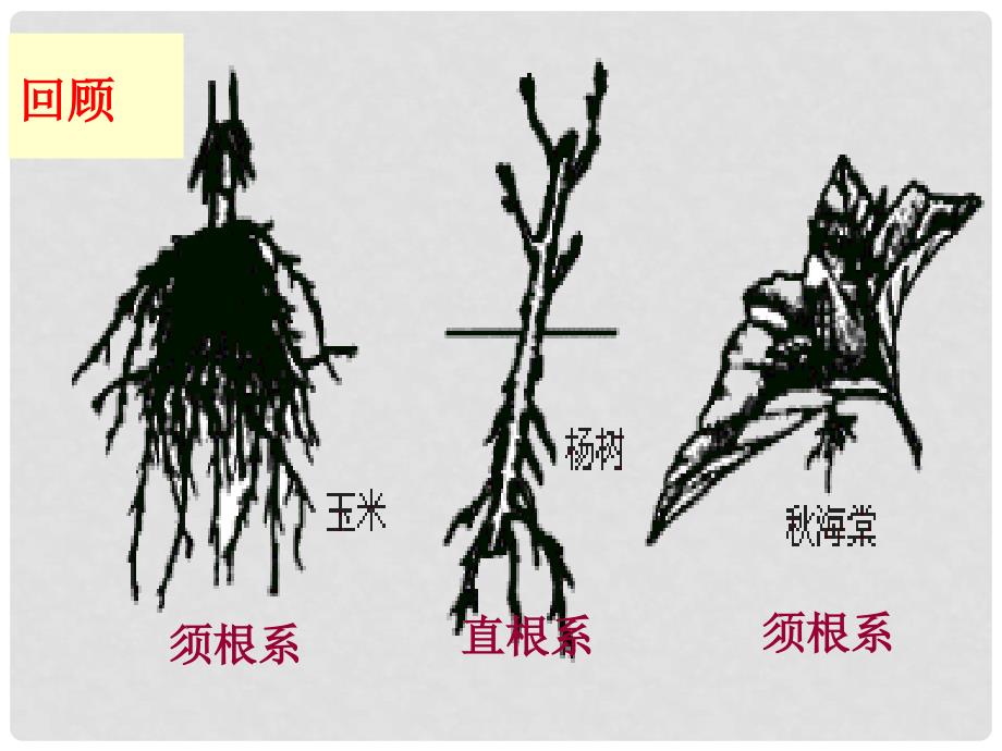 重庆市万州区塘坊初级中学七年级生物上册 第六章 绿色开花植物的生活史 63 生殖器官的生长课件 北师大版_第1页