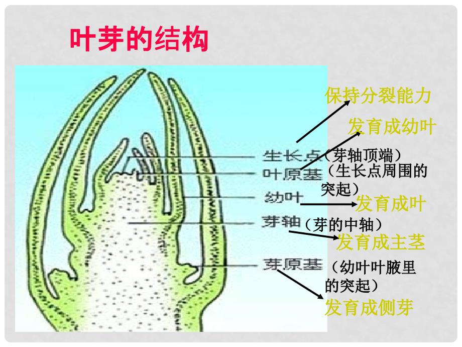 重庆市万州区塘坊初级中学七年级生物上册 第六章 绿色开花植物的生活史 63 生殖器官的生长课件 北师大版_第2页