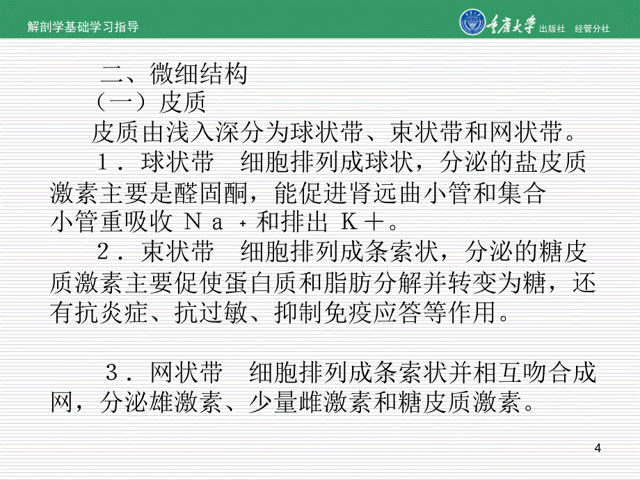 解剖学课件：内分泌系统.ppt_第4页