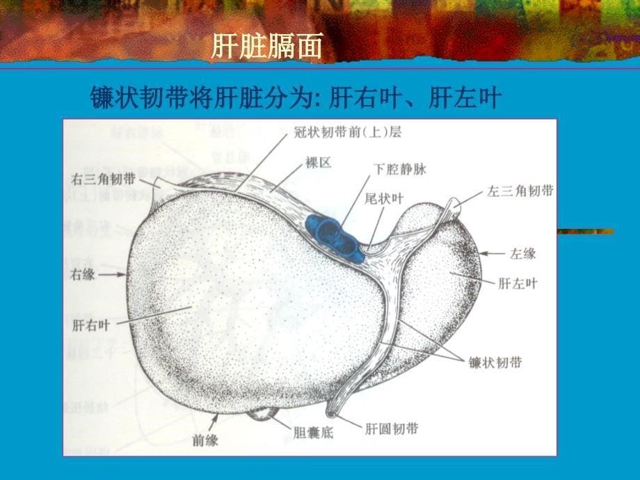 正常肝脏解剖及组织结构_第5页