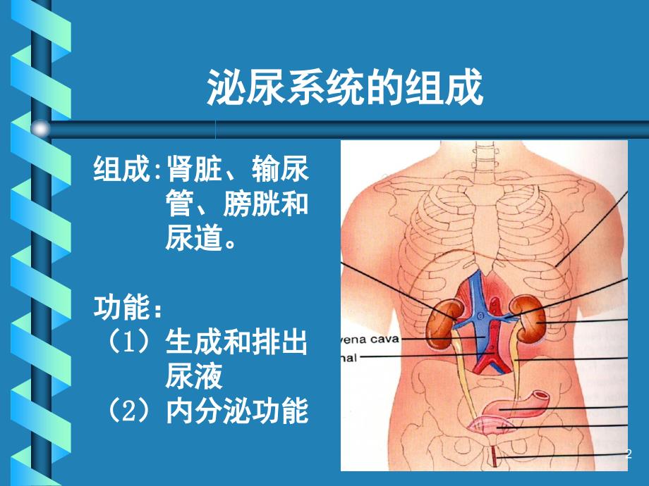 肾单位的结构课堂PPT_第2页