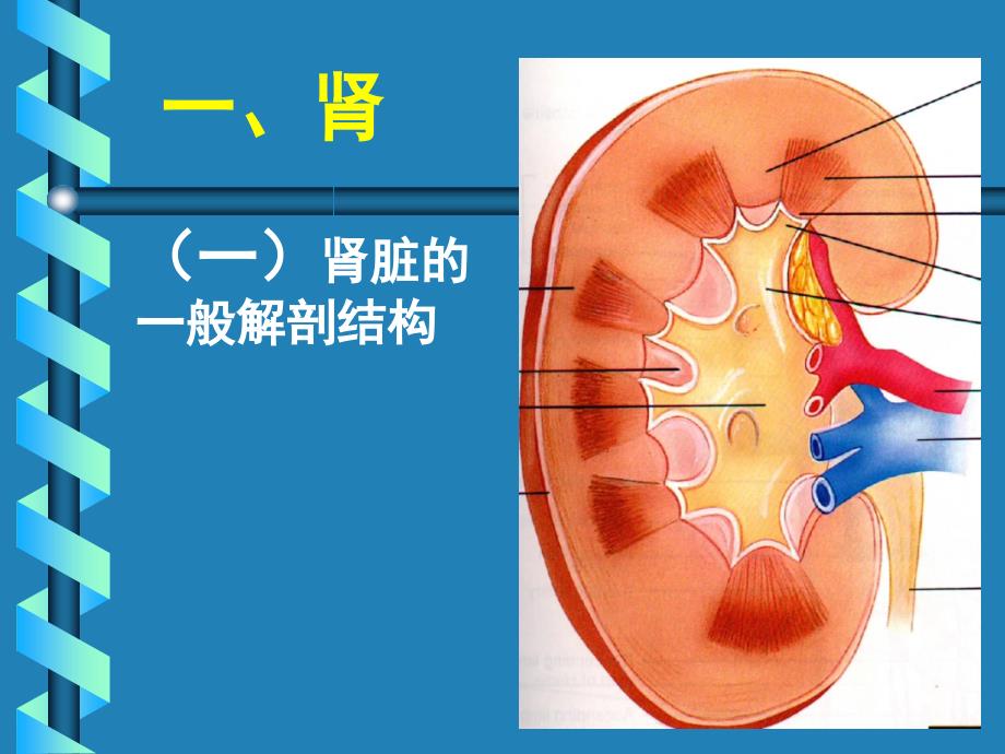 肾单位的结构课堂PPT_第3页