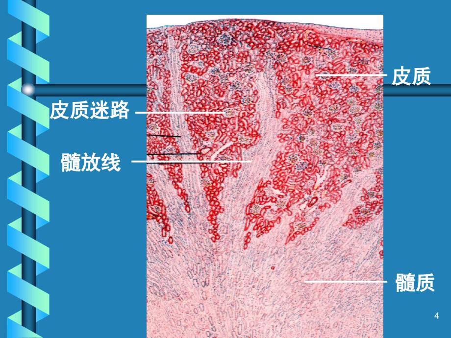 肾单位的结构课堂PPT_第4页