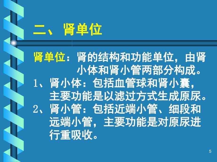 肾单位的结构课堂PPT_第5页