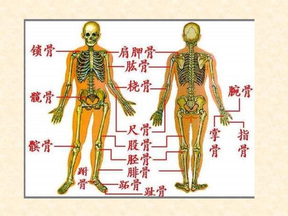 《动物的运动》课件4_第4页