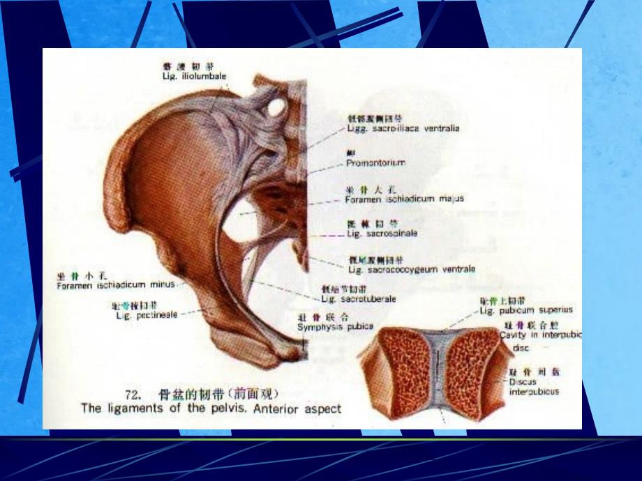 妇产科学基础论ppt课件_第4页