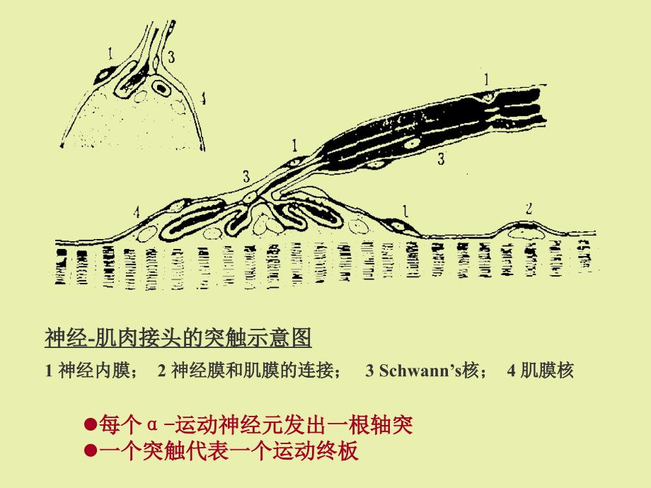 傅健说：重症肌无力患者病因大纲_第3页