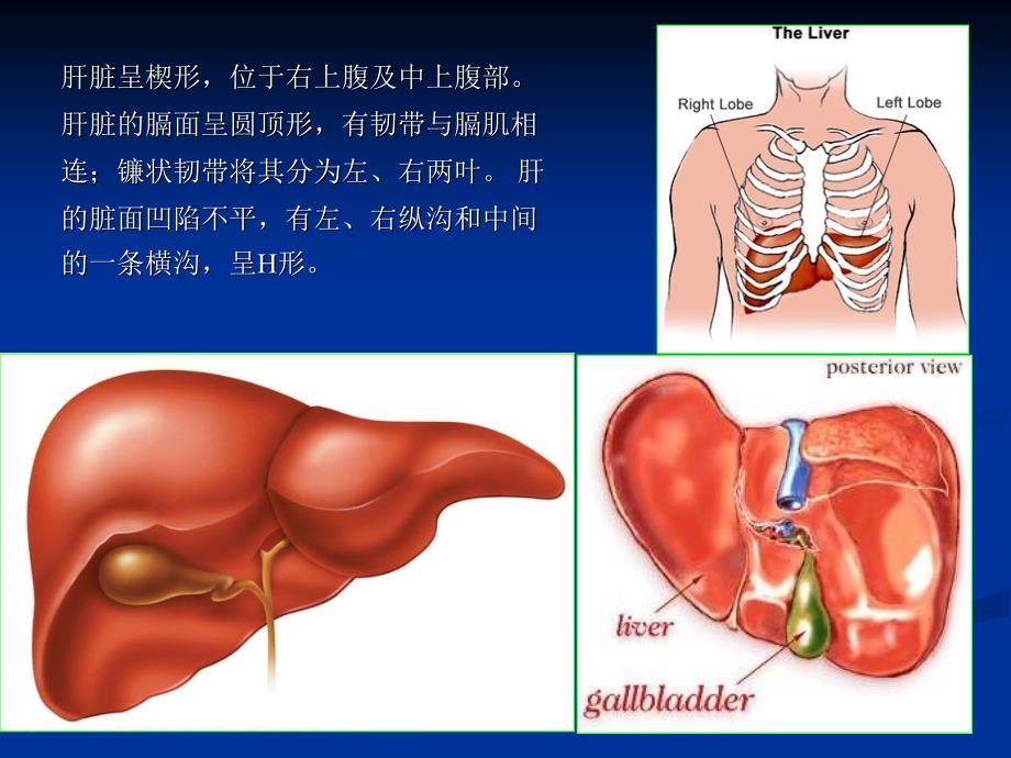 肝脏超声分叶分段PPT通用课件_第2页