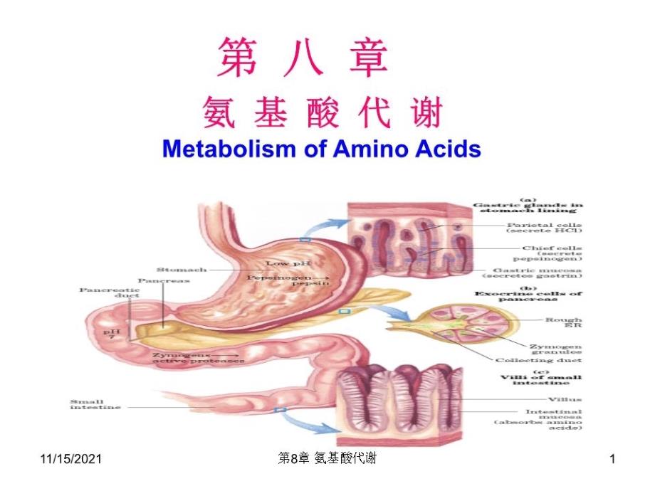 生化课件-氨基酸代谢.ppt_第1页