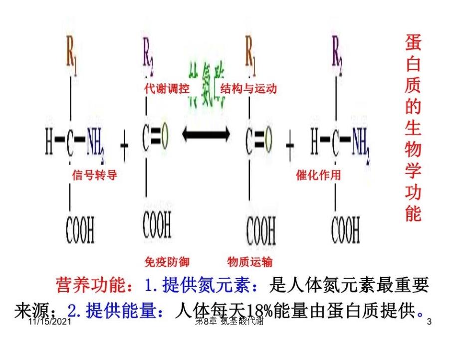 生化课件-氨基酸代谢.ppt_第3页