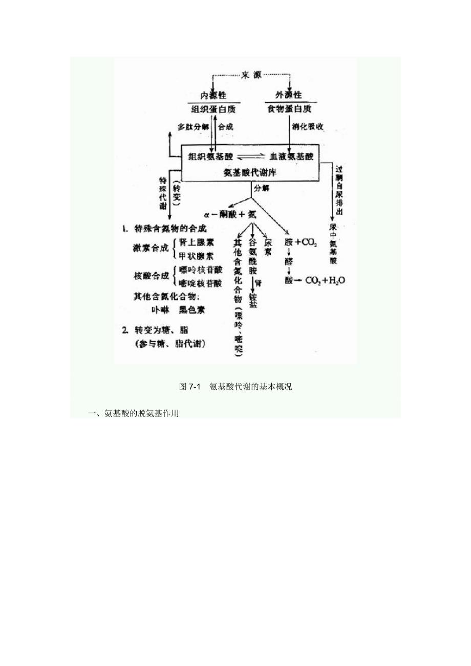 第七章氨基酸代谢.doc_第3页