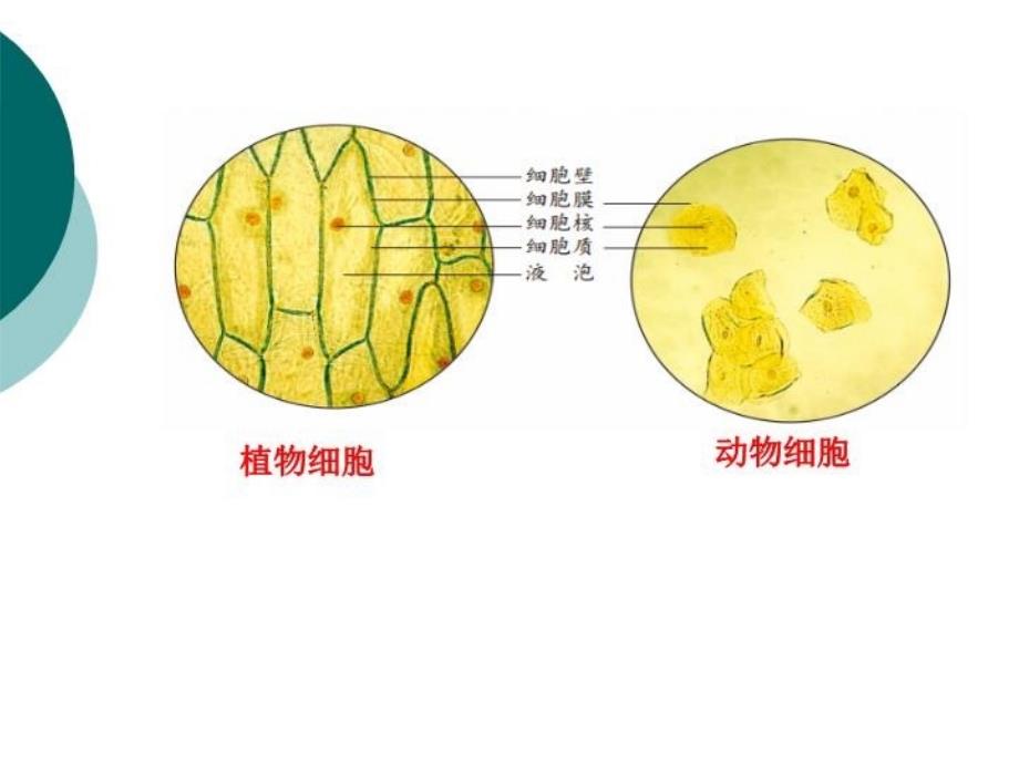 主题细胞的生活_第3页