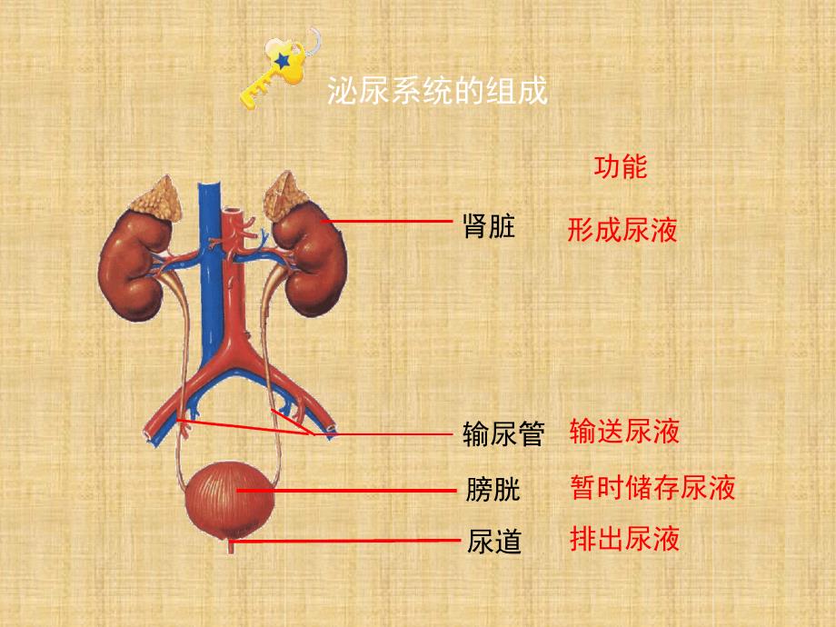 初中七年级生物下册45人体内废物的排出第一课时名师优质课件2新版新人教版_第4页