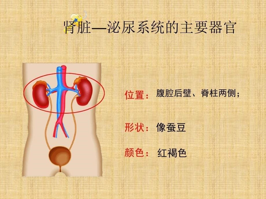 初中七年级生物下册45人体内废物的排出第一课时名师优质课件2新版新人教版_第5页