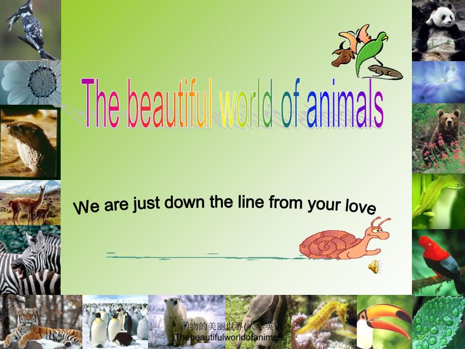 动物的美丽世界大学英语Thebeautifulworldofanimals课件_第1页