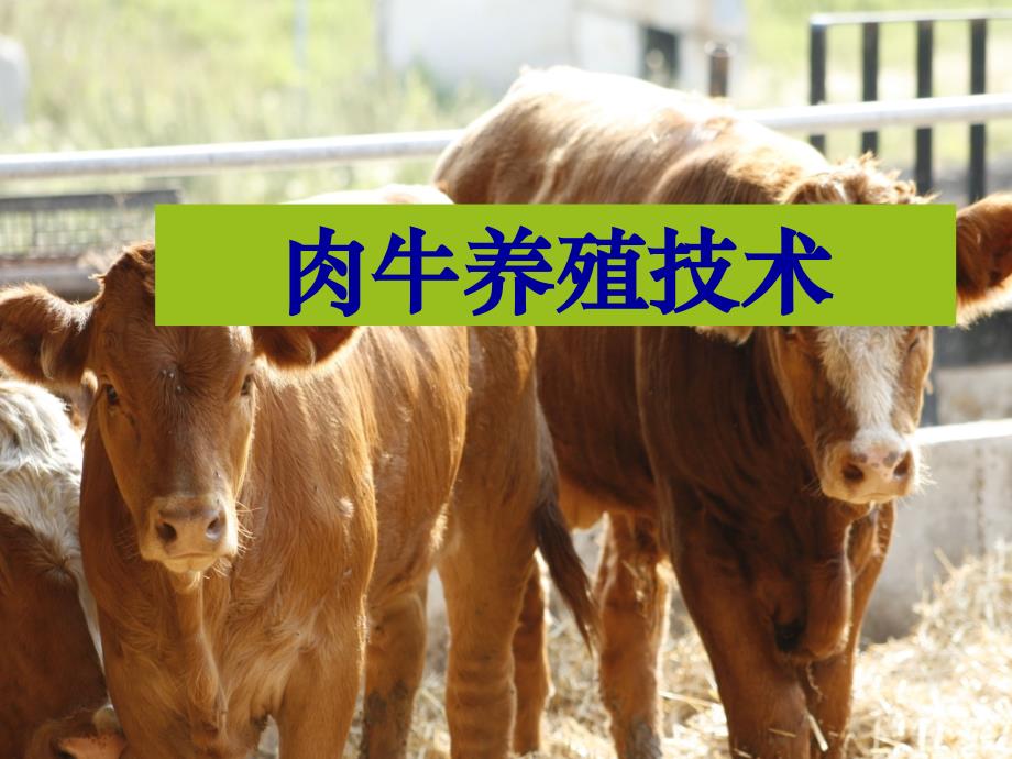 桑国俊肉牛产业技术培训肉牛饲养管理技术_第2页