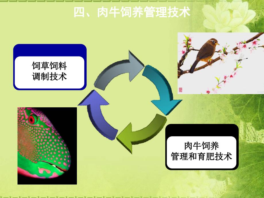 桑国俊肉牛产业技术培训肉牛饲养管理技术_第4页