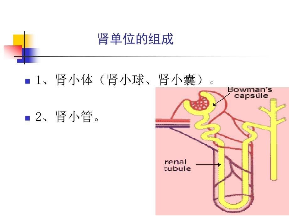 泌尿系统教学资料 泌尿疾病总论王成玉_第5页