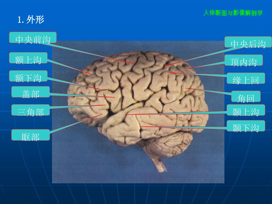 大脑解剖结构入门四邯郸市中心医院_第2页