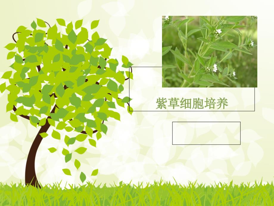 紫草细胞悬浮培养PPT课件_第1页