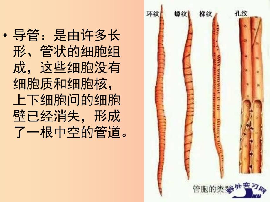 吉林省七年级生物上册 3.3 绿色植物参与生物圈中的水循环课件 新人教版.ppt_第4页