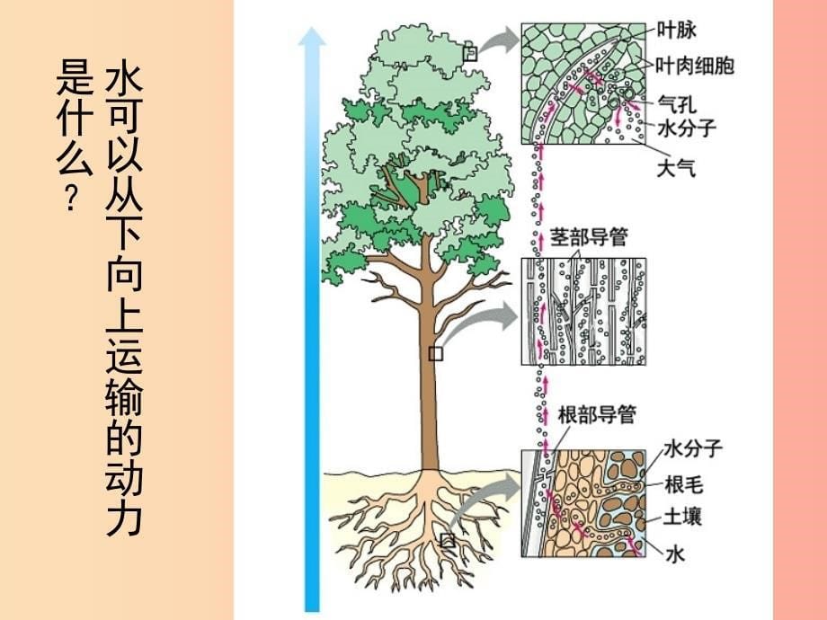 吉林省七年级生物上册 3.3 绿色植物参与生物圈中的水循环课件 新人教版.ppt_第5页