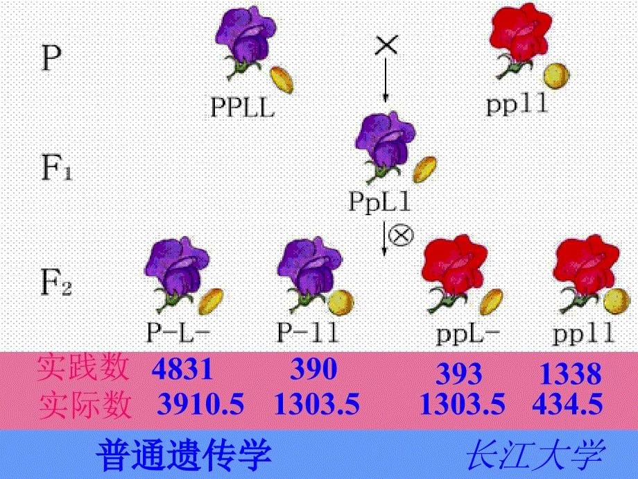 连锁遗传和性连锁ppt课件_第5页