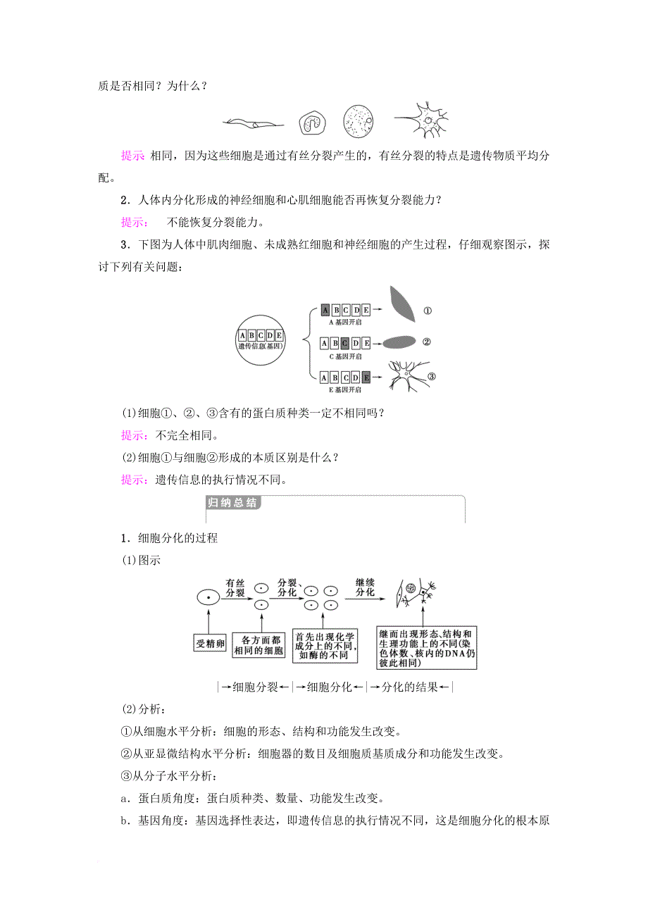 高中生物第六章细胞的生命历程第2节细胞的分化学案新人教版必修1_第3页