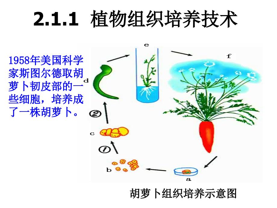 植物组织培养技术_第2页