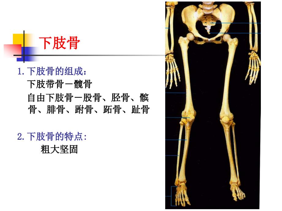 系统解剖学课件：下肢骨及其连接_第2页