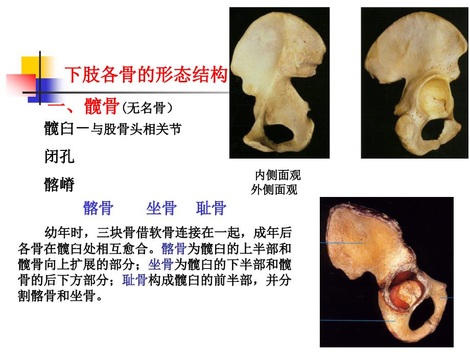 系统解剖学课件：下肢骨及其连接_第3页