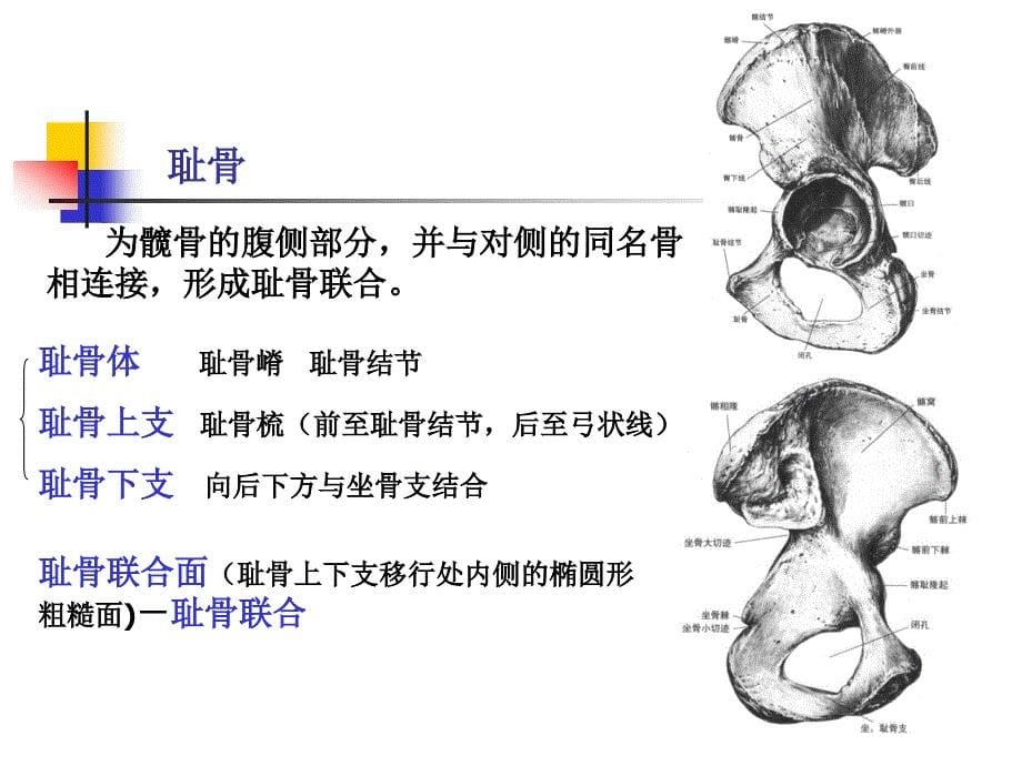 系统解剖学课件：下肢骨及其连接_第5页