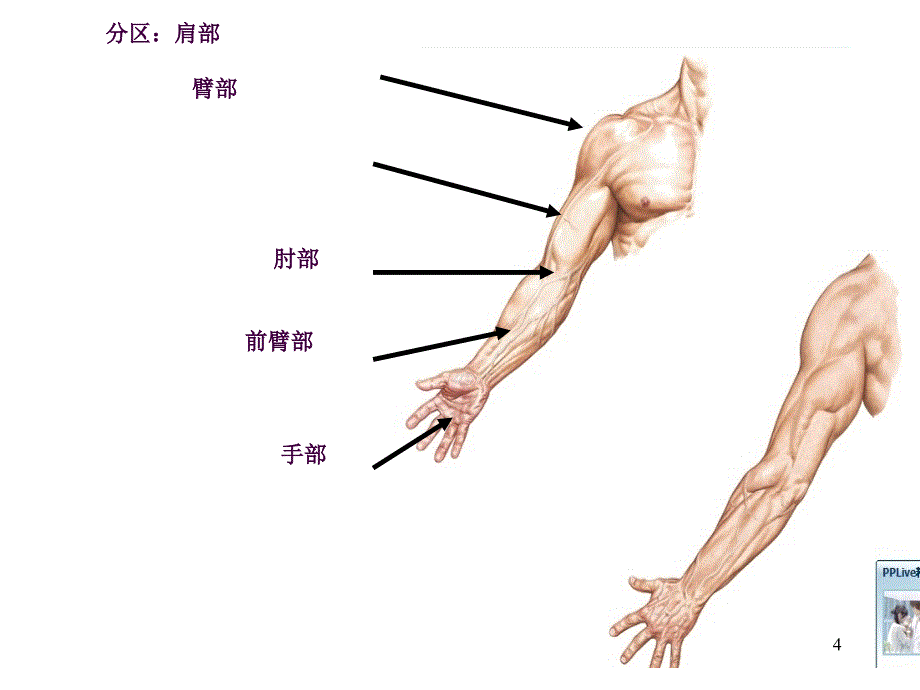 局部解剖学上肢ppt课件_第4页