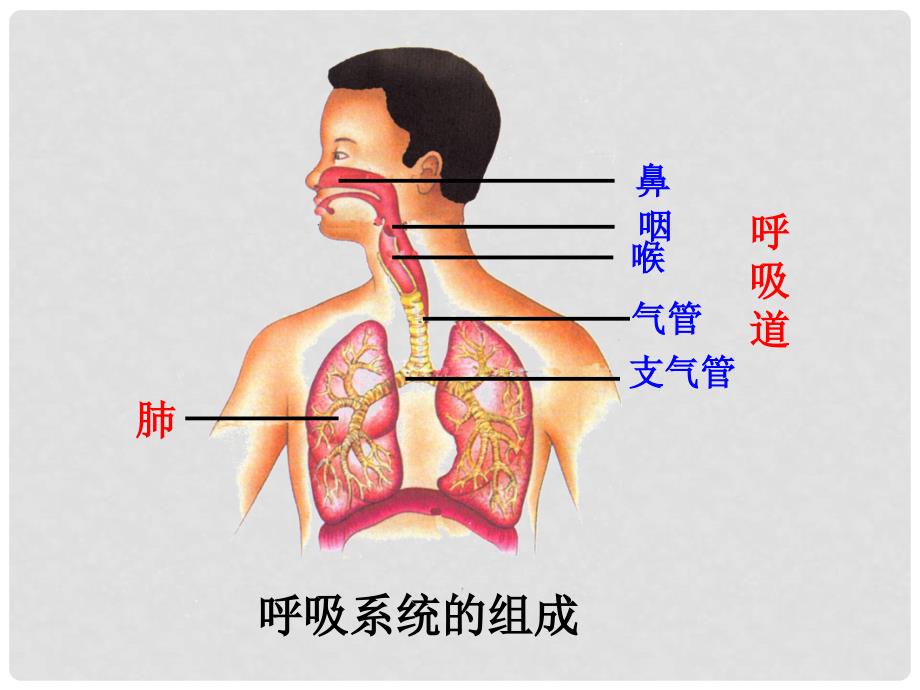 七年级生物下册 第四单元 第三章 第二节 发生在肺内的气体交换课件 新人教版_第1页