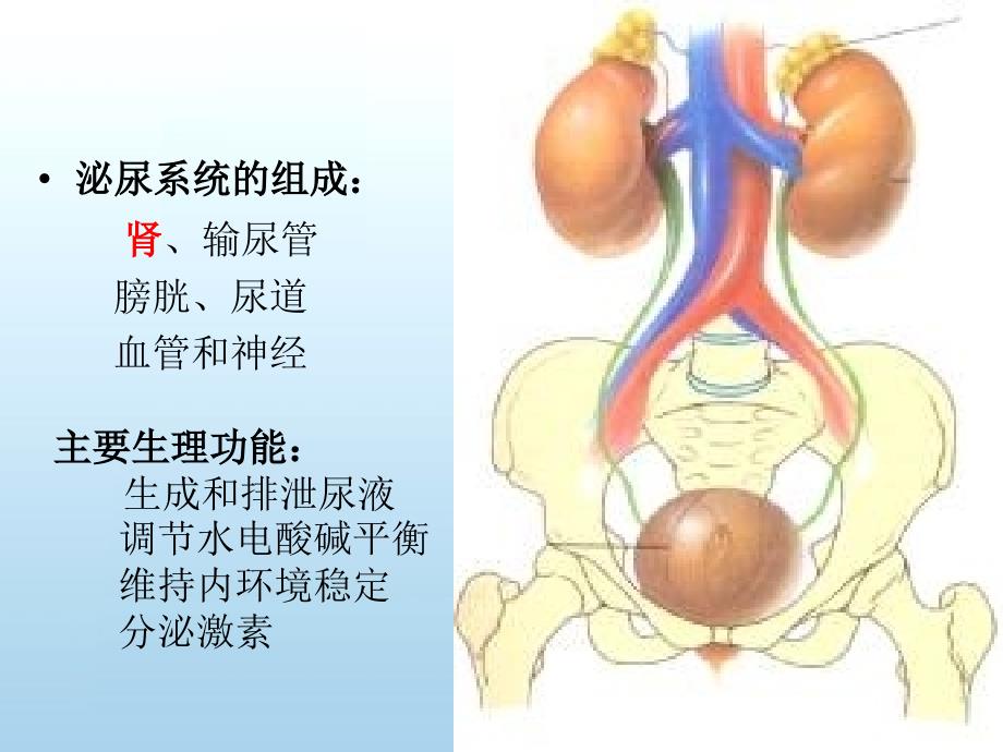 泌尿总论剖析.ppt_第2页