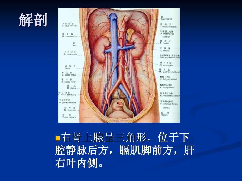 肾上腺疾病超声诊断_第3页