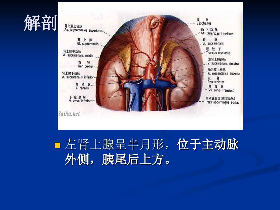 肾上腺疾病超声诊断_第4页