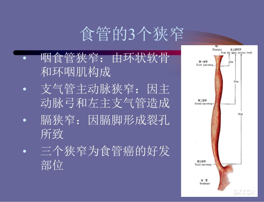 食管解剖ppt课件_第4页