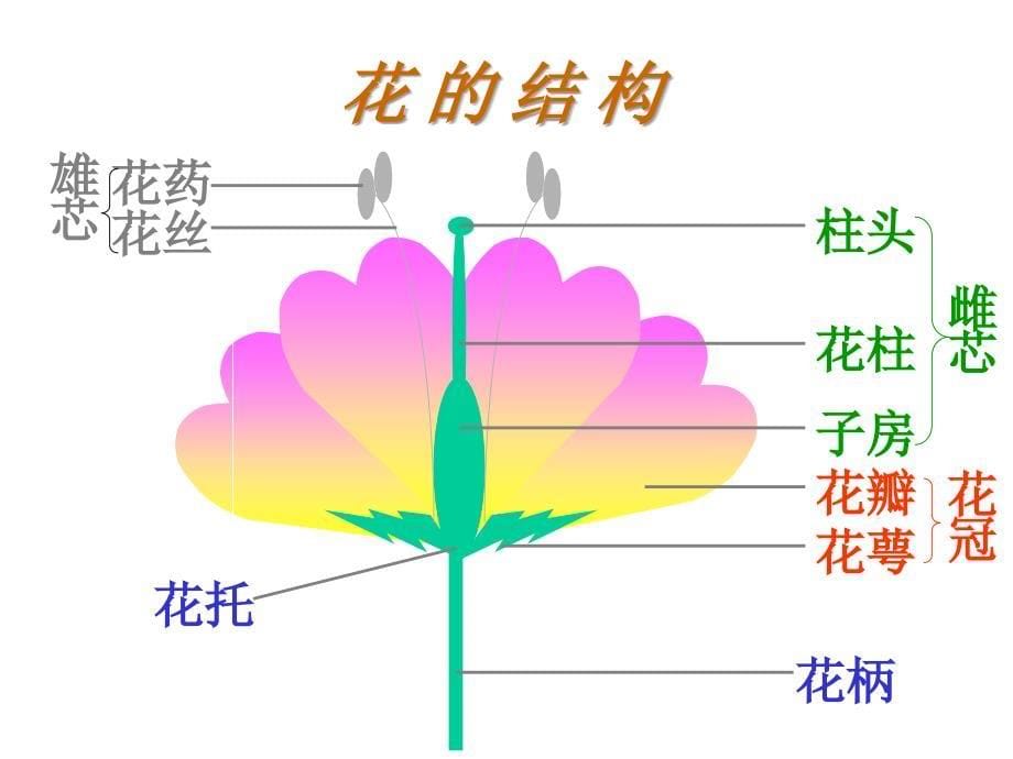 《开花和结果PPT课件》_第5页