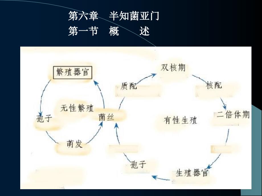 《半知菌亚门》PPT课件_第1页