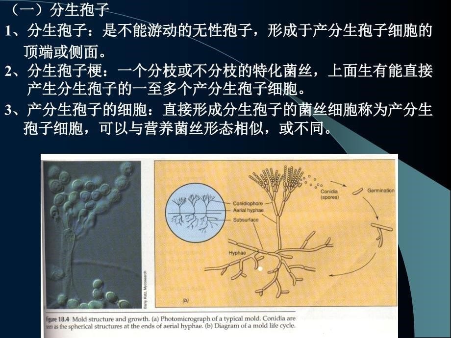 《半知菌亚门》PPT课件_第5页