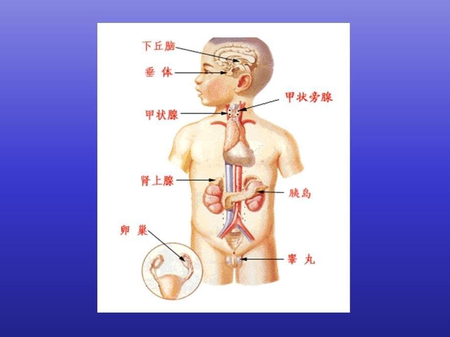 医学内分泌总论课件_第5页