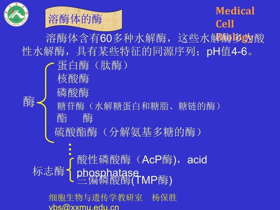 基础医学细胞生物学PPT课件-细胞质基质与内膜系统_第5页