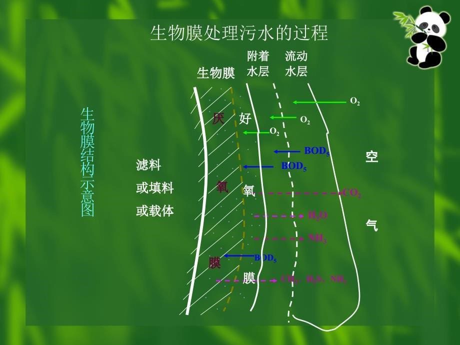 生物膜复习课程_第5页