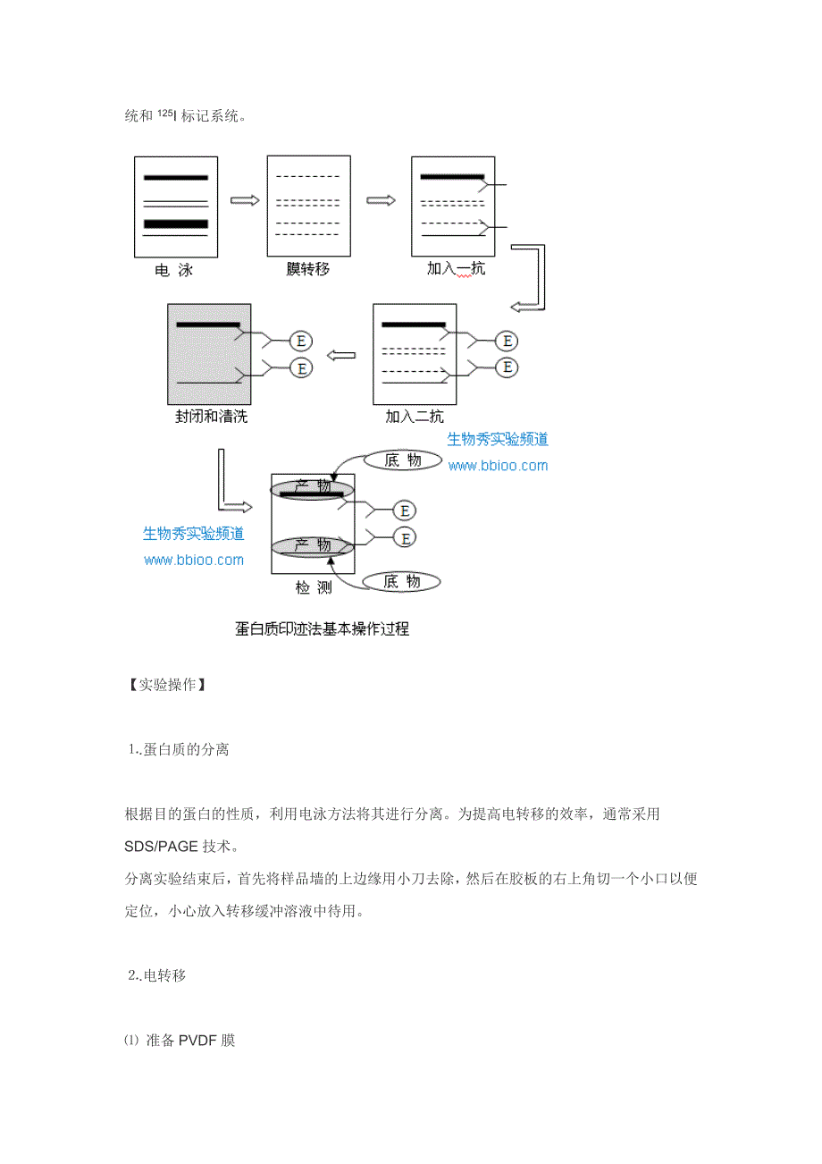 蛋白印迹分析.doc_第2页