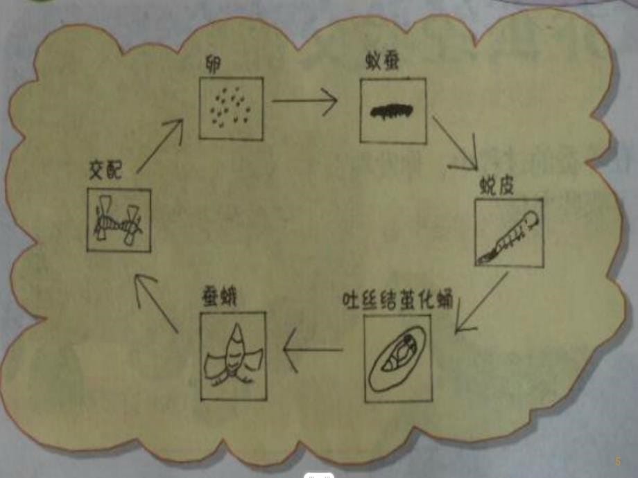 养蚕经验交流会课堂PPT_第5页